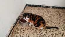 ALMA, Katze, Hauskatze in Spanien - Bild 8
