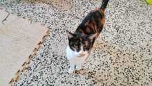 ALMA, Katze, Hauskatze in Spanien - Bild 9