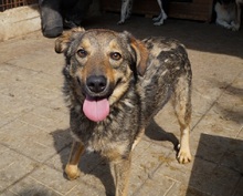 ASCO, Hund, Mischlingshund in Rumänien - Bild 1