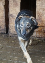 ASCO, Hund, Mischlingshund in Rumänien - Bild 10