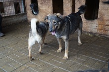 ASCO, Hund, Mischlingshund in Rumänien - Bild 11
