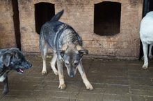 ASCO, Hund, Mischlingshund in Rumänien - Bild 12