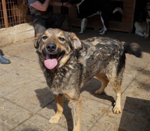 ASCO, Hund, Mischlingshund in Rumänien - Bild 2