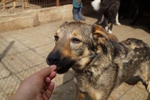 ASCO, Hund, Mischlingshund in Rumänien - Bild 3