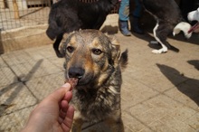 ASCO, Hund, Mischlingshund in Rumänien - Bild 4
