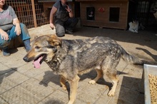 ASCO, Hund, Mischlingshund in Rumänien - Bild 5