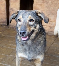 ASCO, Hund, Mischlingshund in Rumänien - Bild 6