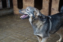 ASCO, Hund, Mischlingshund in Rumänien - Bild 7