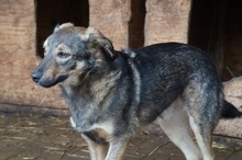 ASCO, Hund, Mischlingshund in Rumänien - Bild 8