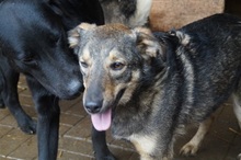 ASCO, Hund, Mischlingshund in Rumänien - Bild 9
