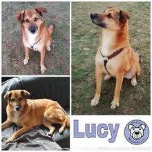LUCY, Hund, Mischlingshund in Ennepetal - Bild 1