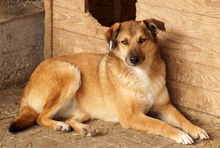 LUCY, Hund, Mischlingshund in Ennepetal - Bild 2