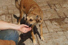 LUCY, Hund, Mischlingshund in Ennepetal - Bild 9