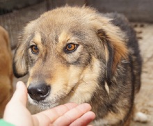 TOULOUSE, Hund, Mischlingshund in Rumänien - Bild 1
