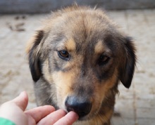 TOULOUSE, Hund, Mischlingshund in Rumänien - Bild 2