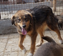 TOULOUSE, Hund, Mischlingshund in Rumänien - Bild 3