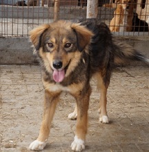TOULOUSE, Hund, Mischlingshund in Rumänien - Bild 4