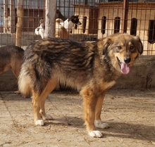TOULOUSE, Hund, Mischlingshund in Rumänien - Bild 5