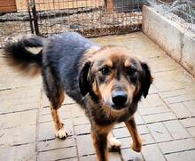 TOULOUSE, Hund, Mischlingshund in Rumänien - Bild 6