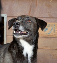 JEANDOE, Hund, Mischlingshund in Rumänien - Bild 1