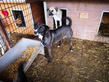 JEANDOE, Hund, Mischlingshund in Rumänien - Bild 4