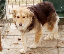ANUK, Hund, Mischlingshund in Rumänien - Bild 1