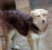 ANUK, Hund, Mischlingshund in Rumänien - Bild 2