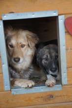 ANUK, Hund, Mischlingshund in Rumänien - Bild 5