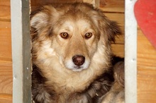 ANUK, Hund, Mischlingshund in Rumänien - Bild 6