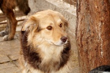 ANUK, Hund, Mischlingshund in Rumänien - Bild 7