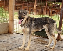 SAMIRA, Hund, Mischlingshund in Rumänien - Bild 1
