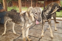 SAMIRA, Hund, Mischlingshund in Rumänien - Bild 2