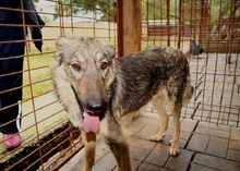 SAMIRA, Hund, Mischlingshund in Rumänien - Bild 3