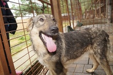 SAMIRA, Hund, Mischlingshund in Rumänien - Bild 4