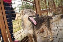 SAMIRA, Hund, Mischlingshund in Rumänien - Bild 5