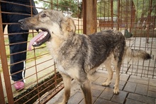 SAMIRA, Hund, Mischlingshund in Rumänien - Bild 6