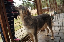 SAMIRA, Hund, Mischlingshund in Rumänien - Bild 7