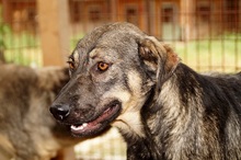KLEINVIOLA, Hund, Mischlingshund in Rumänien - Bild 1
