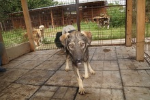 KLEINVIOLA, Hund, Mischlingshund in Rumänien - Bild 2