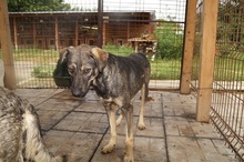 KLEINVIOLA, Hund, Mischlingshund in Rumänien - Bild 4