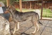 KLEINVIOLA, Hund, Mischlingshund in Rumänien - Bild 6