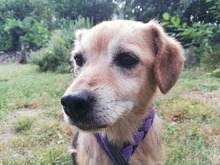EMMA, Hund, Mischlingshund in Kroatien - Bild 1