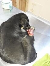 CHRISTINA, Hund, Mischlingshund in Rumänien - Bild 3