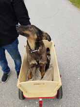 FRODO, Hund, Mischlingshund in Regensburg - Bild 5