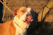 LOKI, Hund, Staffordshire Bull Terrier-Mix in Ungarn - Bild 4