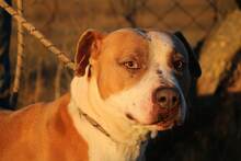 LOKI, Hund, Staffordshire Bull Terrier-Mix in Ungarn - Bild 6