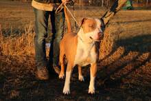 LOKI, Hund, Staffordshire Bull Terrier-Mix in Ungarn - Bild 7