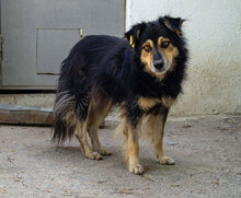 ZOJA, Hund, Mischlingshund in Bulgarien - Bild 1