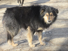 ZOJA, Hund, Mischlingshund in Bulgarien - Bild 10