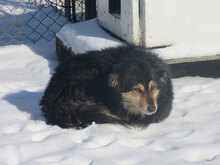 ZOJA, Hund, Mischlingshund in Bulgarien - Bild 2